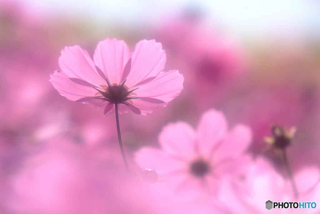 輝く君へ✾こすもす