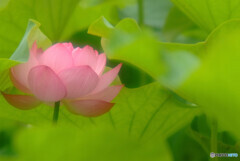 聖なる時間✿華