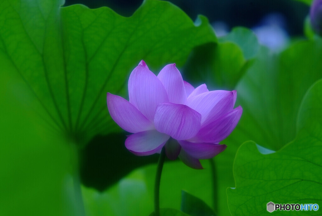 酔いしれて・蓮