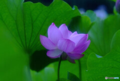 酔いしれて・蓮