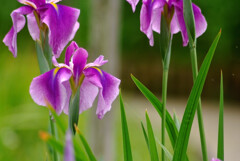 涼やかに生きる✿菖蒲