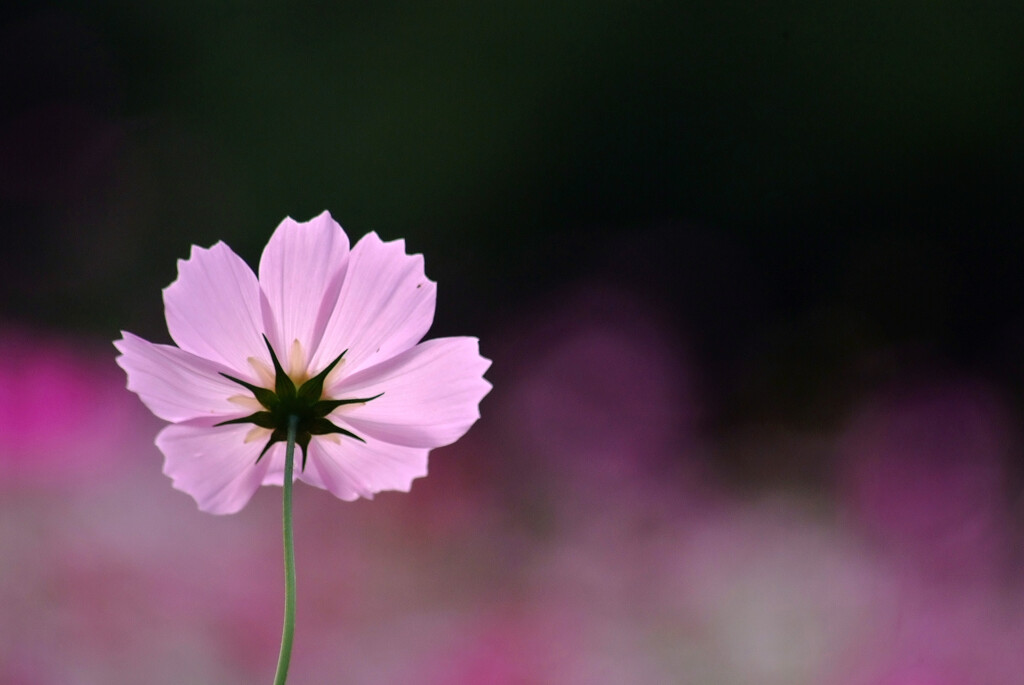 Cosmos theater➒こころの太陽2025