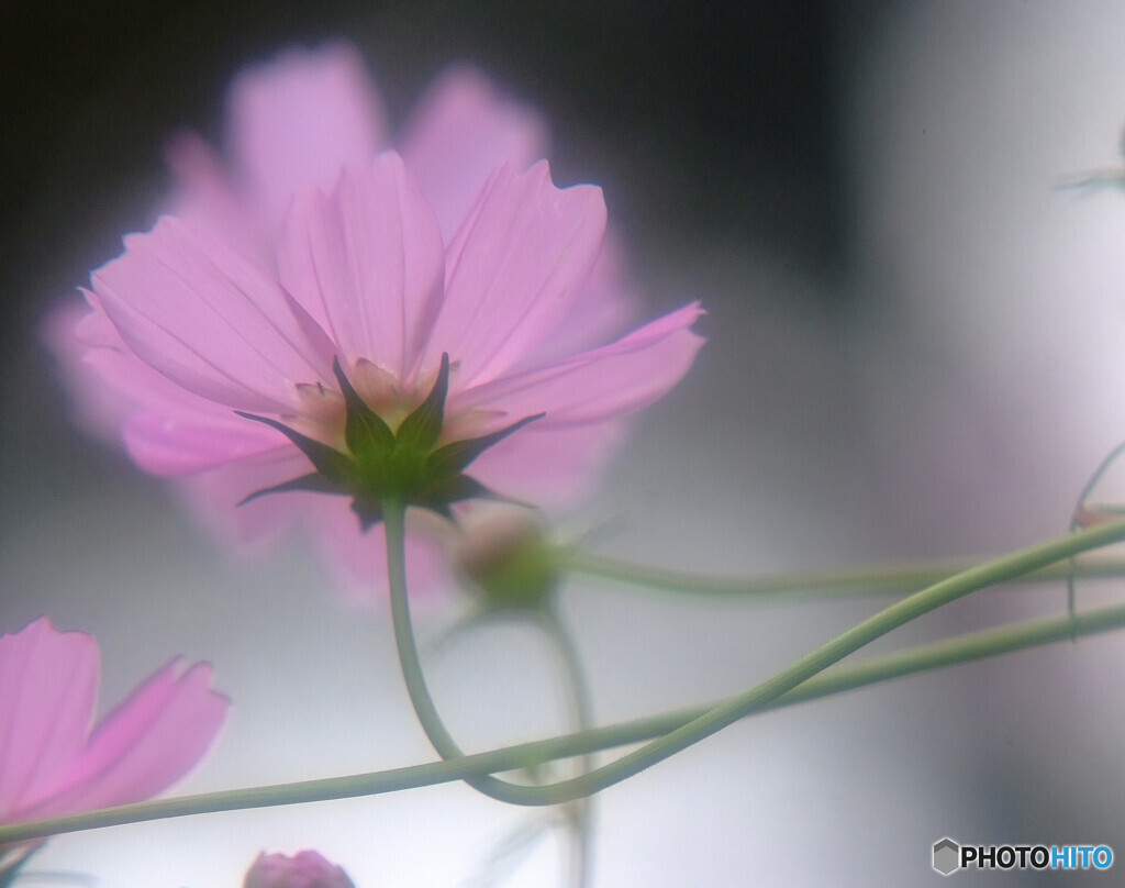 やすらぎの時✾こすもす