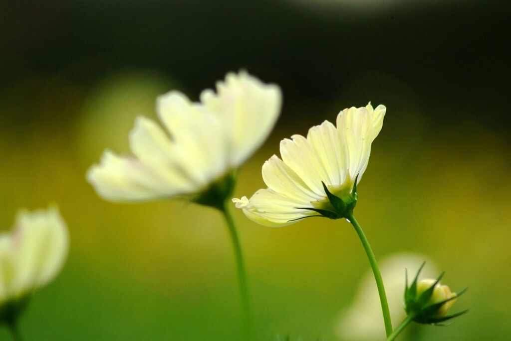 Forever lovers✿花の丘