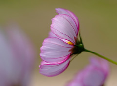 横顔・こすもす