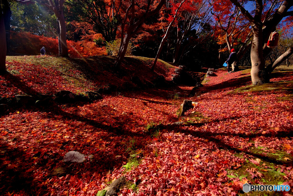 落葉の絨毯✿万博公園2023