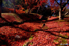 落葉の絨毯✿万博公園2023