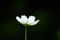 夢のつづき✿Cosmos