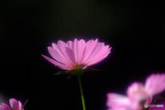 都会のOasis✿彩月