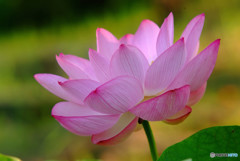 夏色の君へ・華