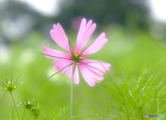 いい日旅立ち・秋桜