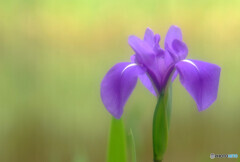 皐月の想・華