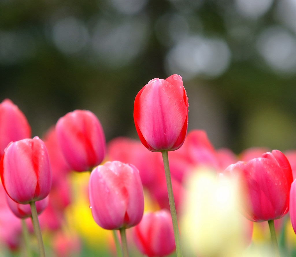 はじめまして・華