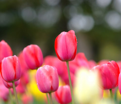 はじめまして・華