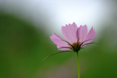 希望の灯✿秋桜の丘