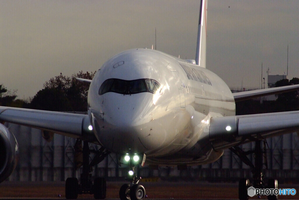 Nice Guy✈JA16XJ