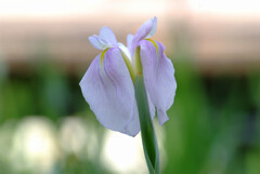 Japanese Beauty✿水無月の彩