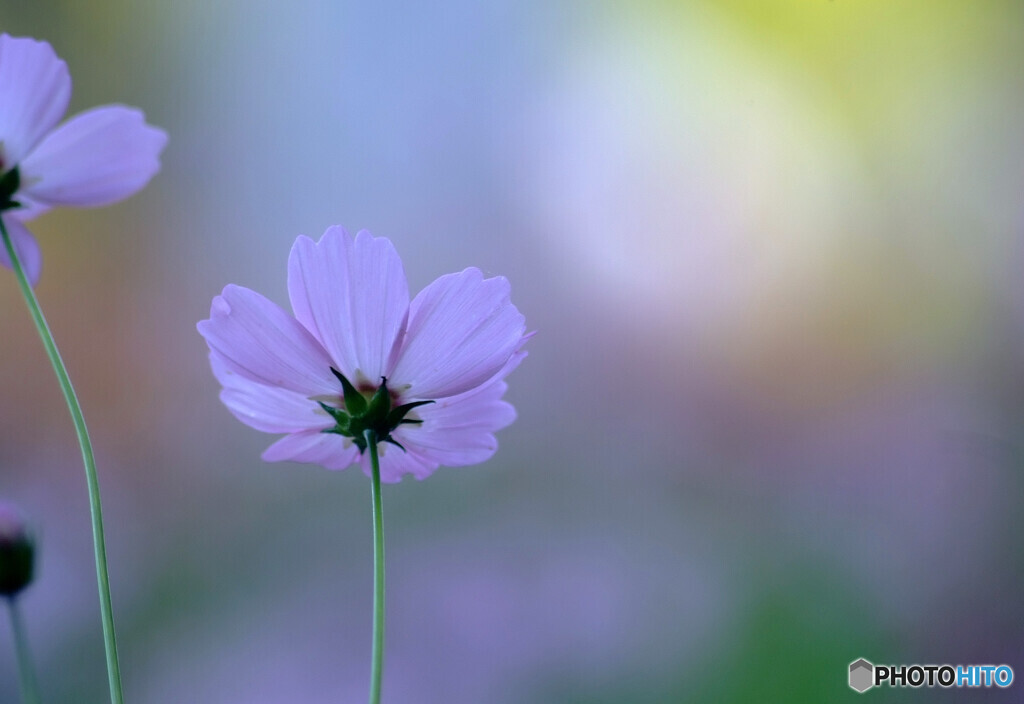 私を見て❁秋桜の想い