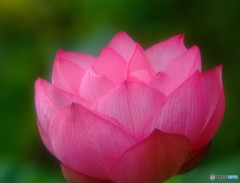 時の過ぎゆくままに