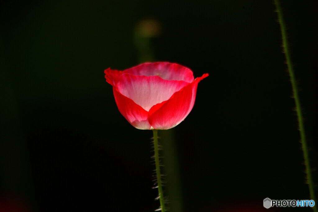 皐月の華✿雛芥子