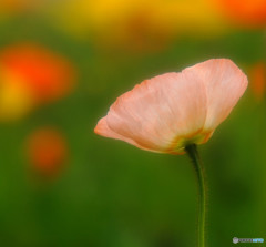 夢ひとついらんかね