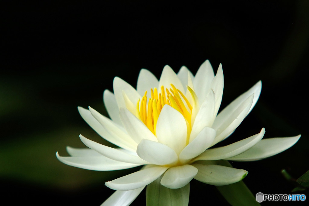 儚くも美しく・睡