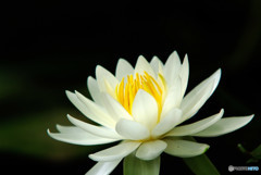 儚くも美しく・睡