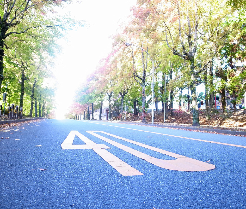 秋の散歩道・2014