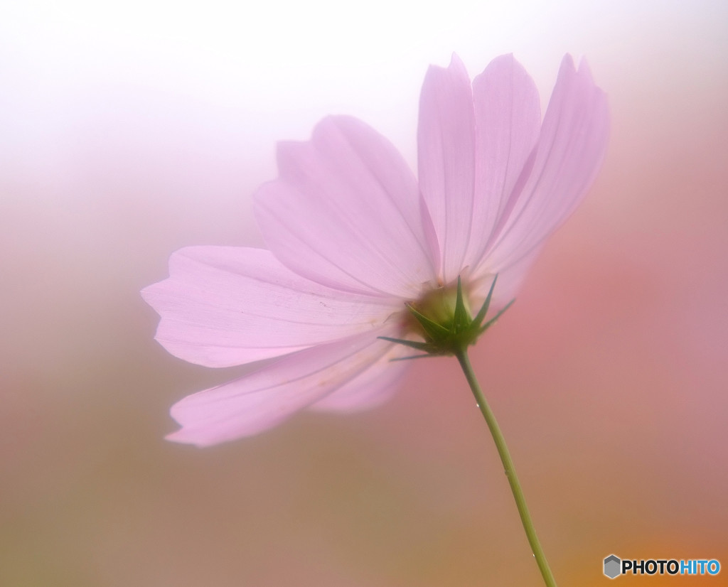 秋桜物語・（Ⅴ）