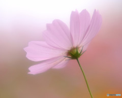 秋桜物語・（Ⅴ）