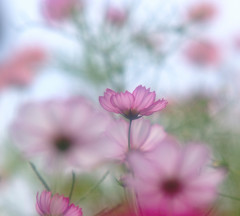 秘密の花園・こすもす（１）