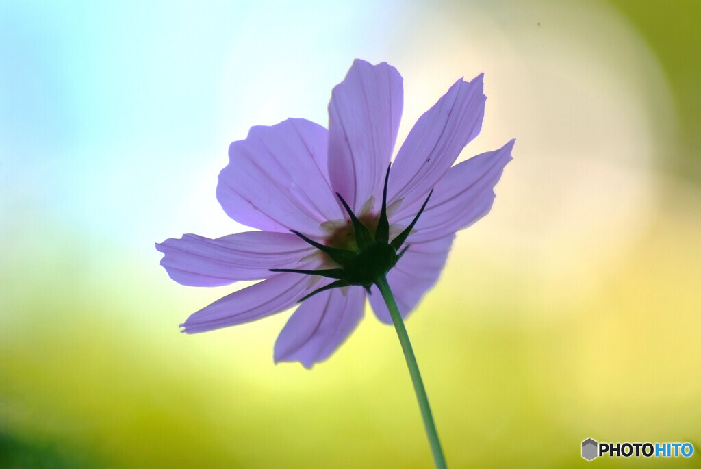 秋を感じて✿花の丘2024