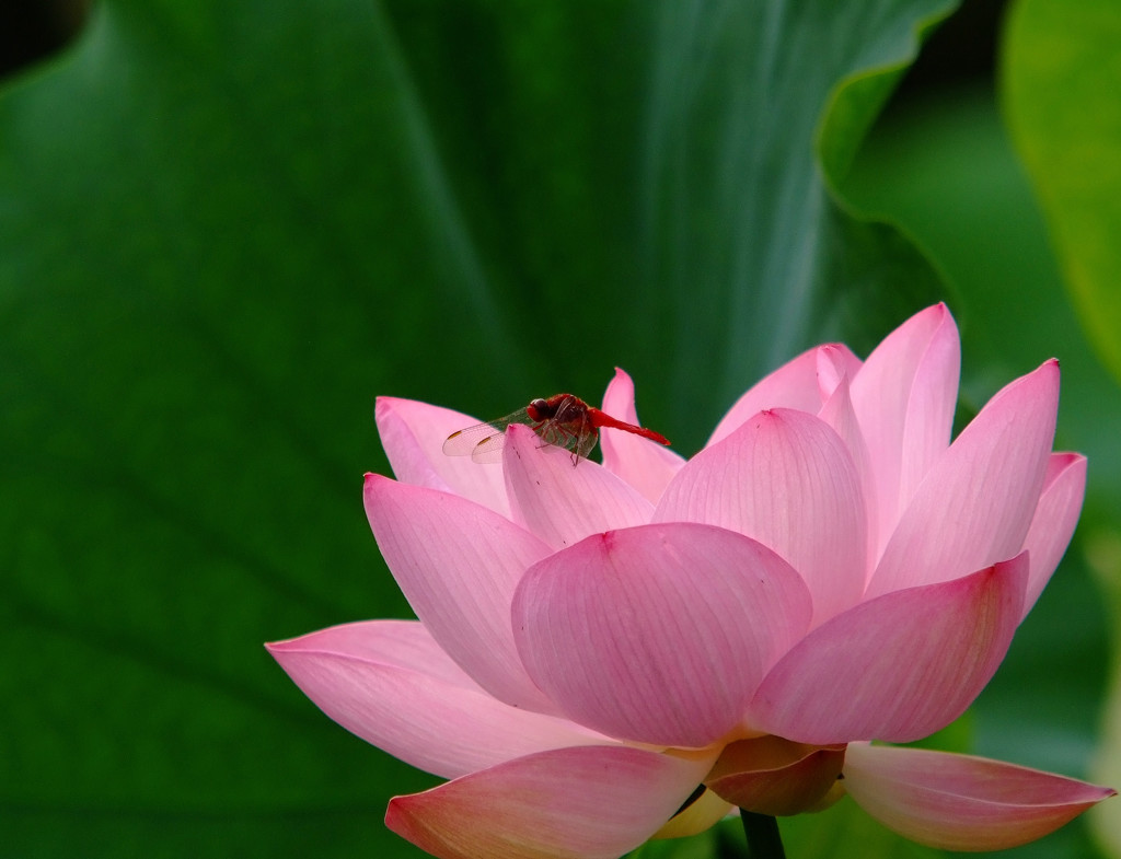 かくれんぼ・蓮