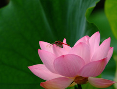 かくれんぼ・蓮