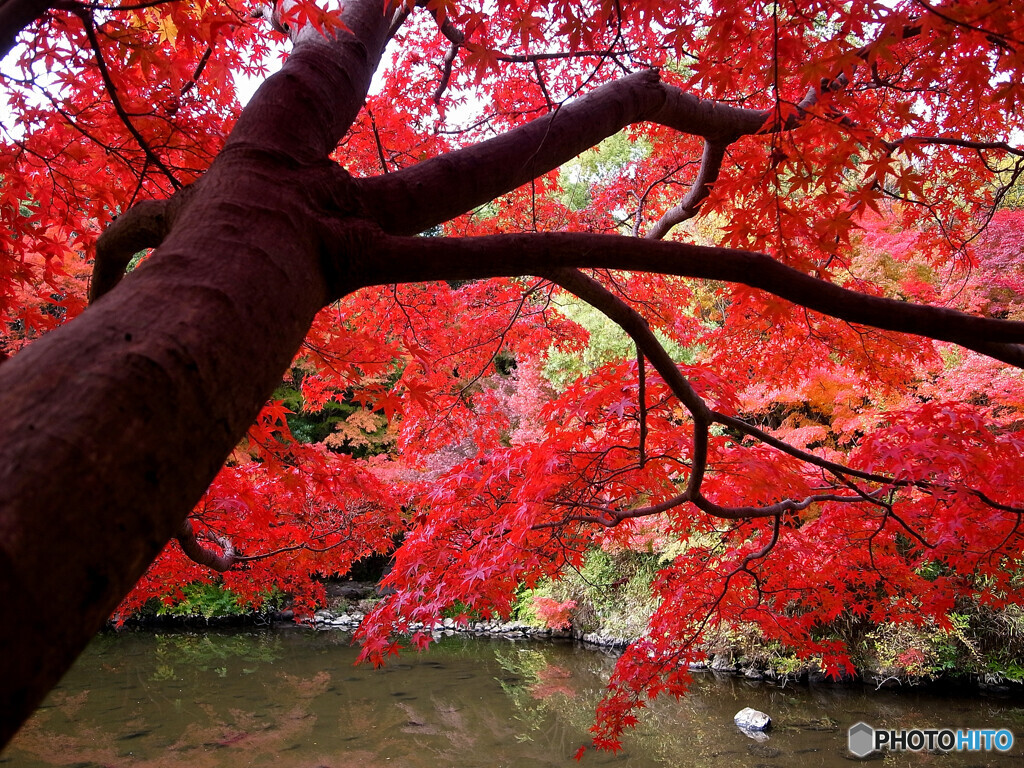 紅葉を楽しむ✾辜月の朝