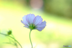 秋風に吹かれて・コスモス