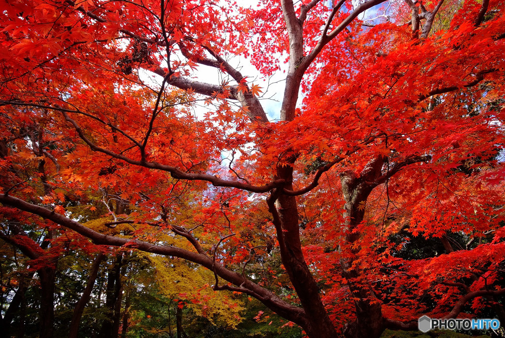 紅葉に誘われて・大門寺