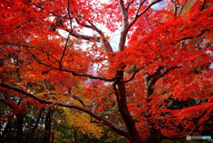 紅葉に誘われて・大門寺
