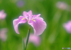 ひとりぽっちで踊らせて ・華