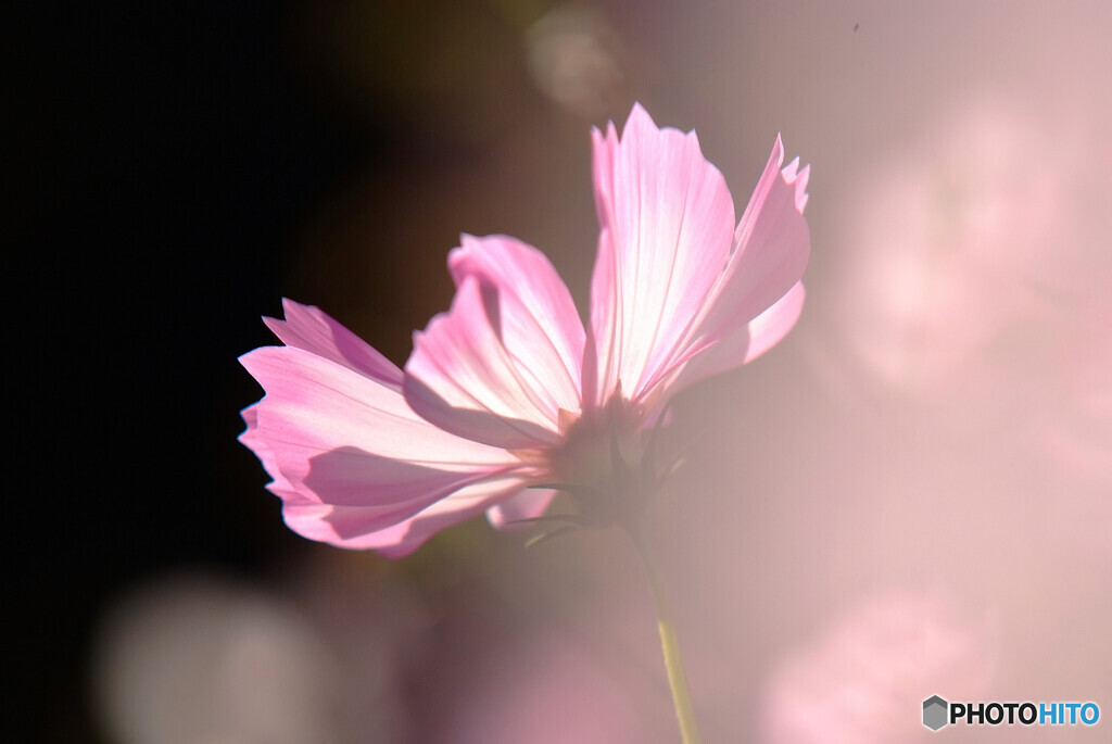 Passion❁コスモス2021