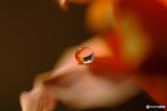 夢路・恋しい惑星