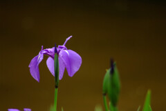 雨月の舞✿Iris laevigata