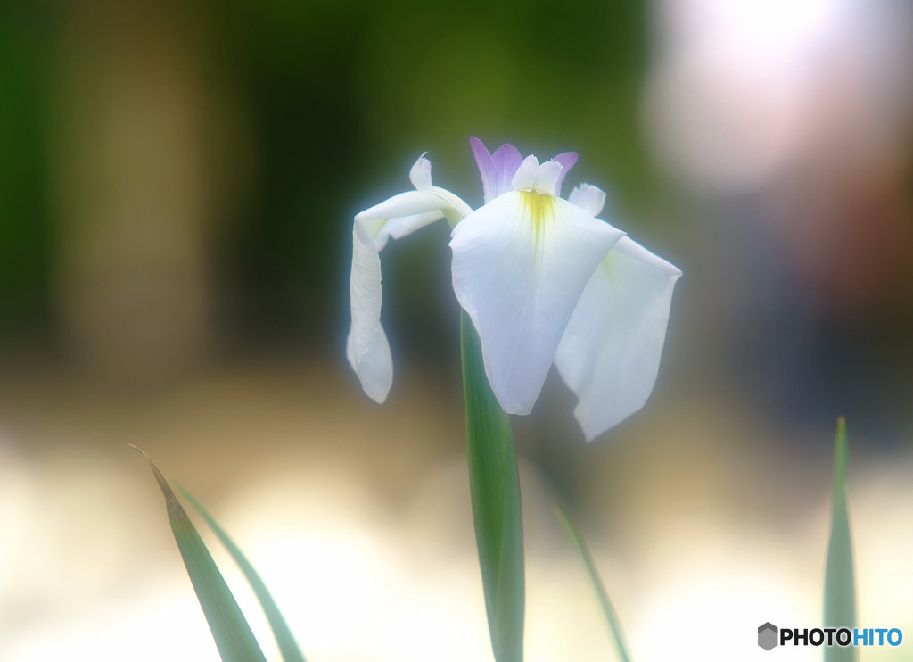 やさしさで溢れるように・華