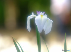 やさしさで溢れるように・華