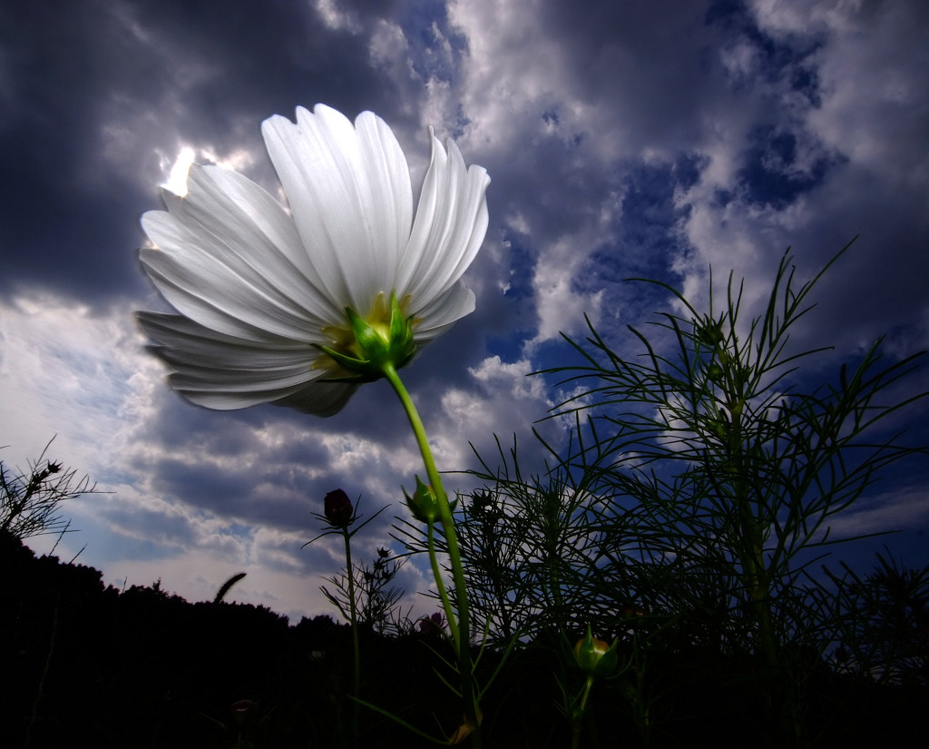 嵐が丘にて・秋桜