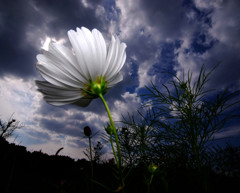 嵐が丘にて・秋桜