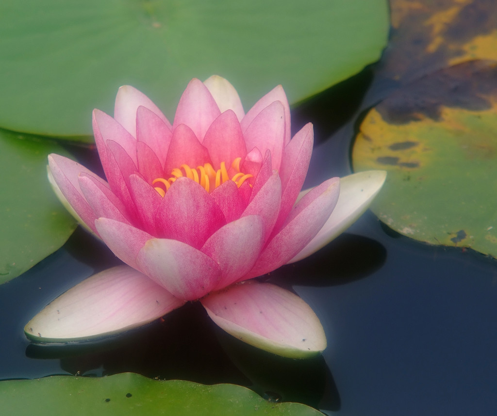 和心・華