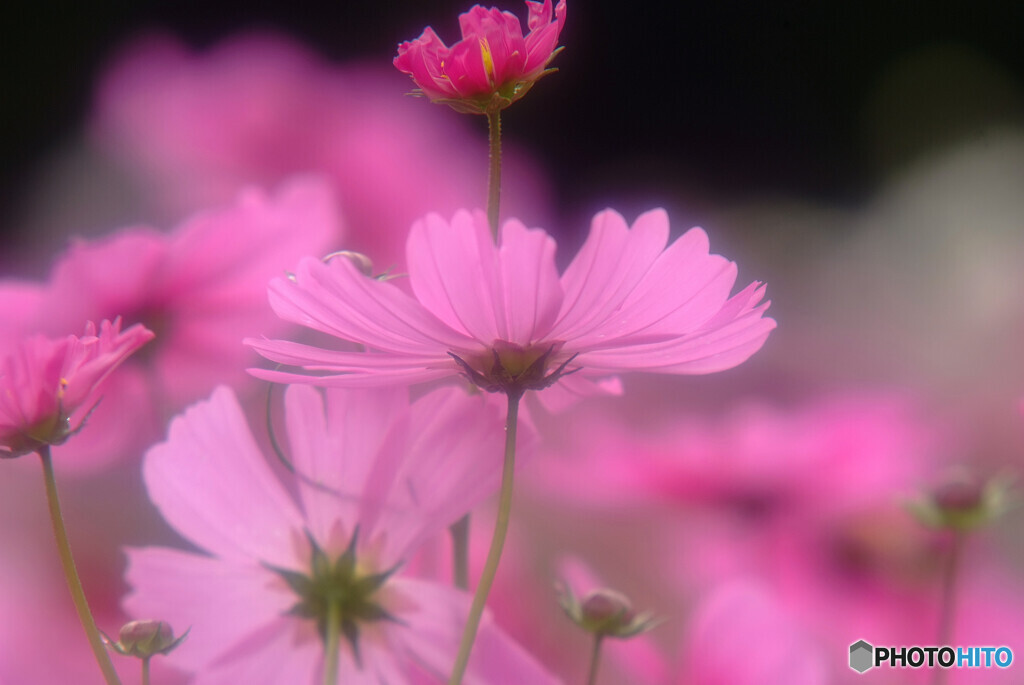 Cosmos theaterⅥ✿2020秋