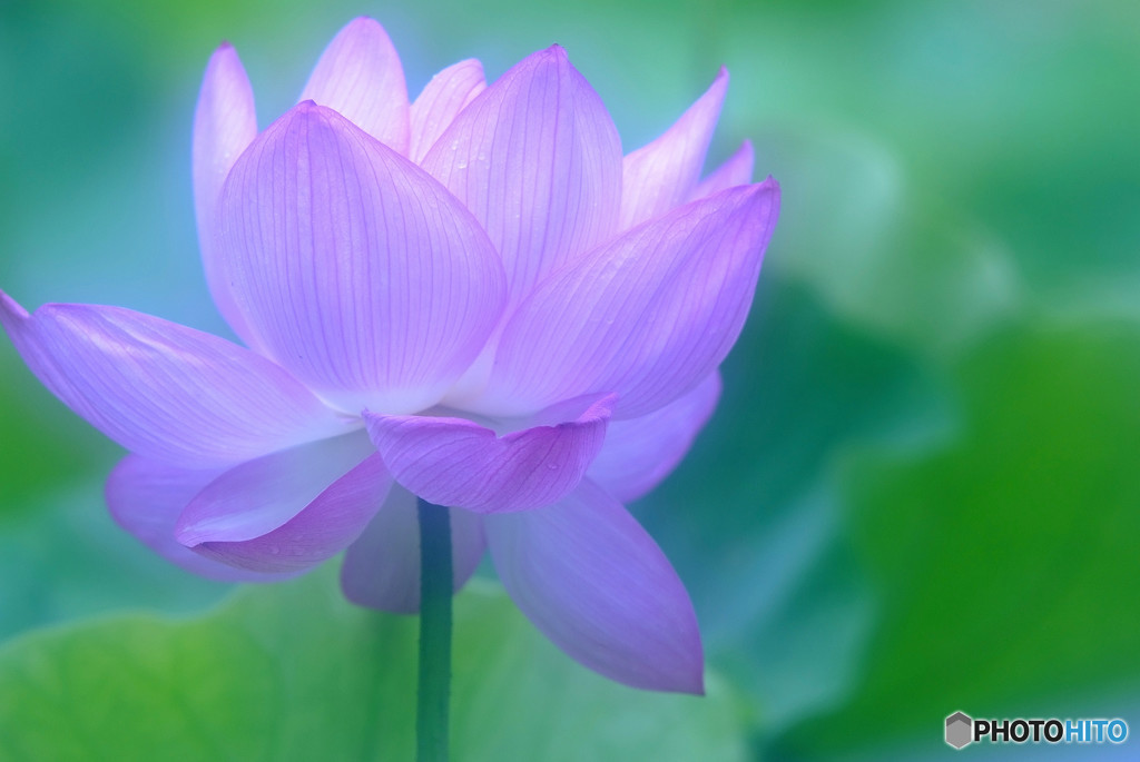 思い出は美しすぎて・華