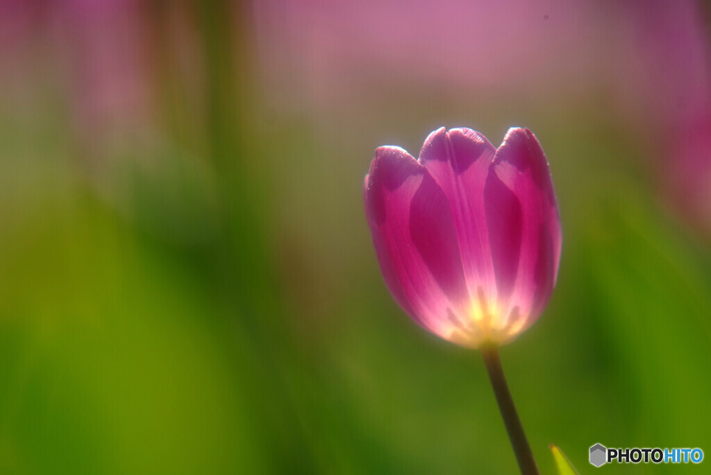 未来予想✿癒しの時を